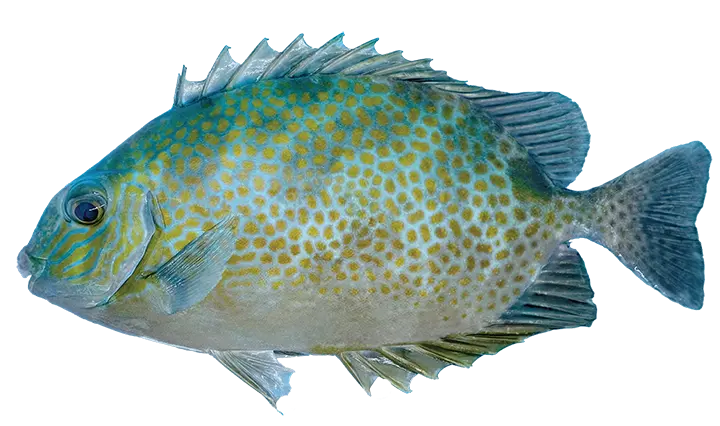 Orange-Spotted Spinefoot